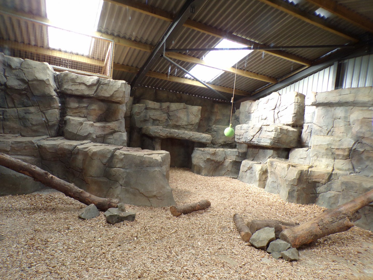 Snow leopard indoors 14.10.23