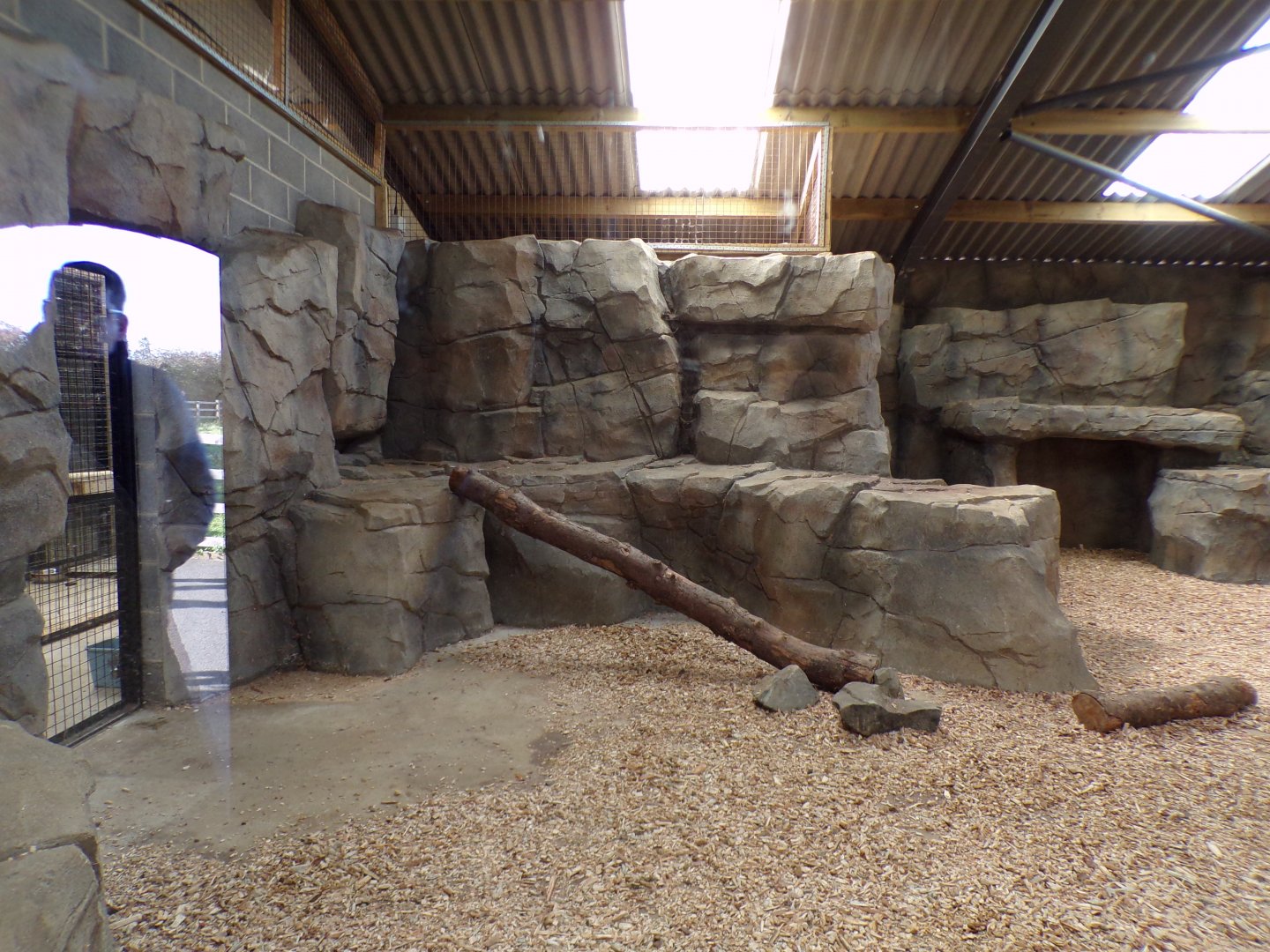 Snow leopard indoors 14.10.23