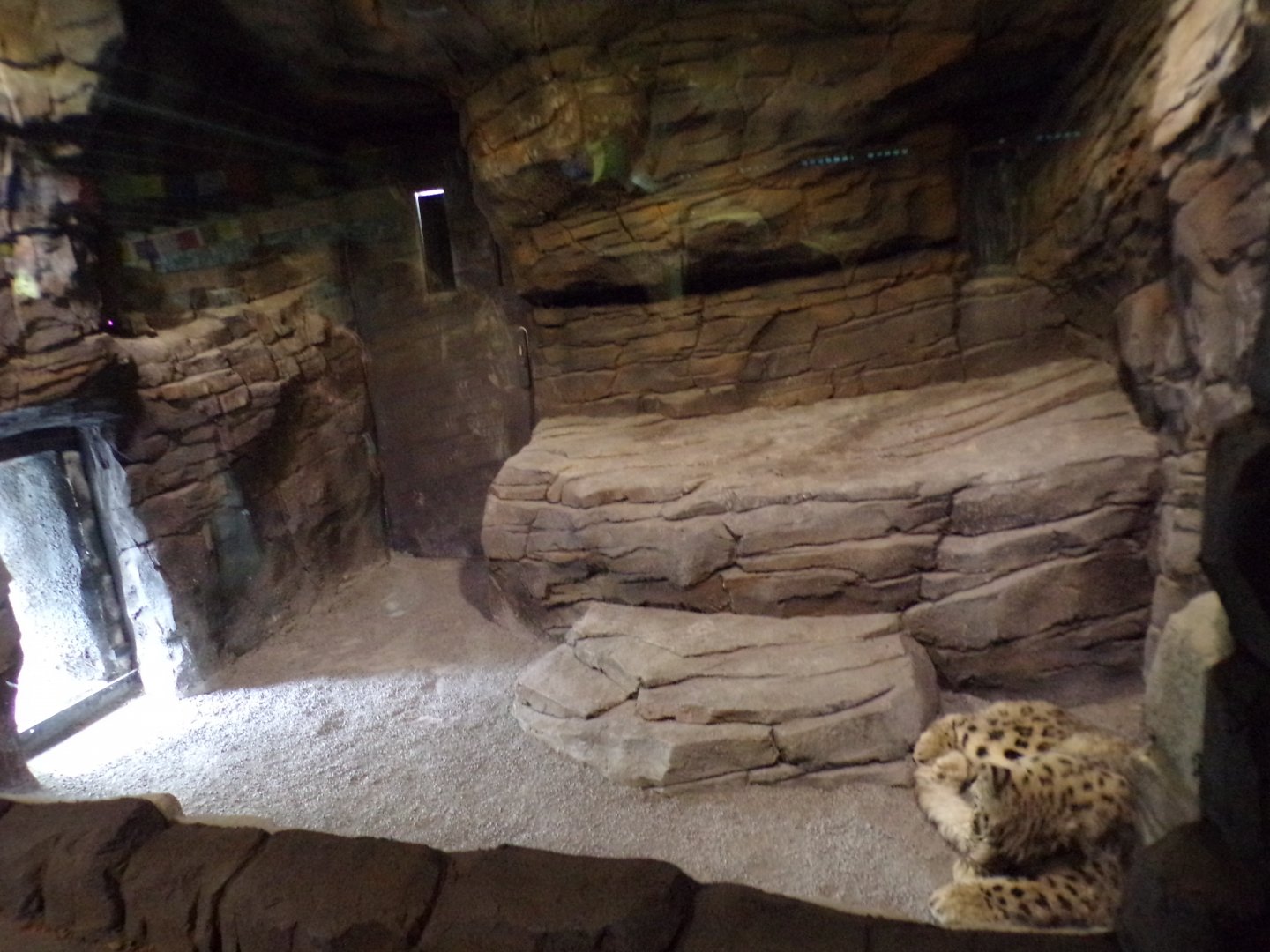 Snow leopard indoors 29.6.24