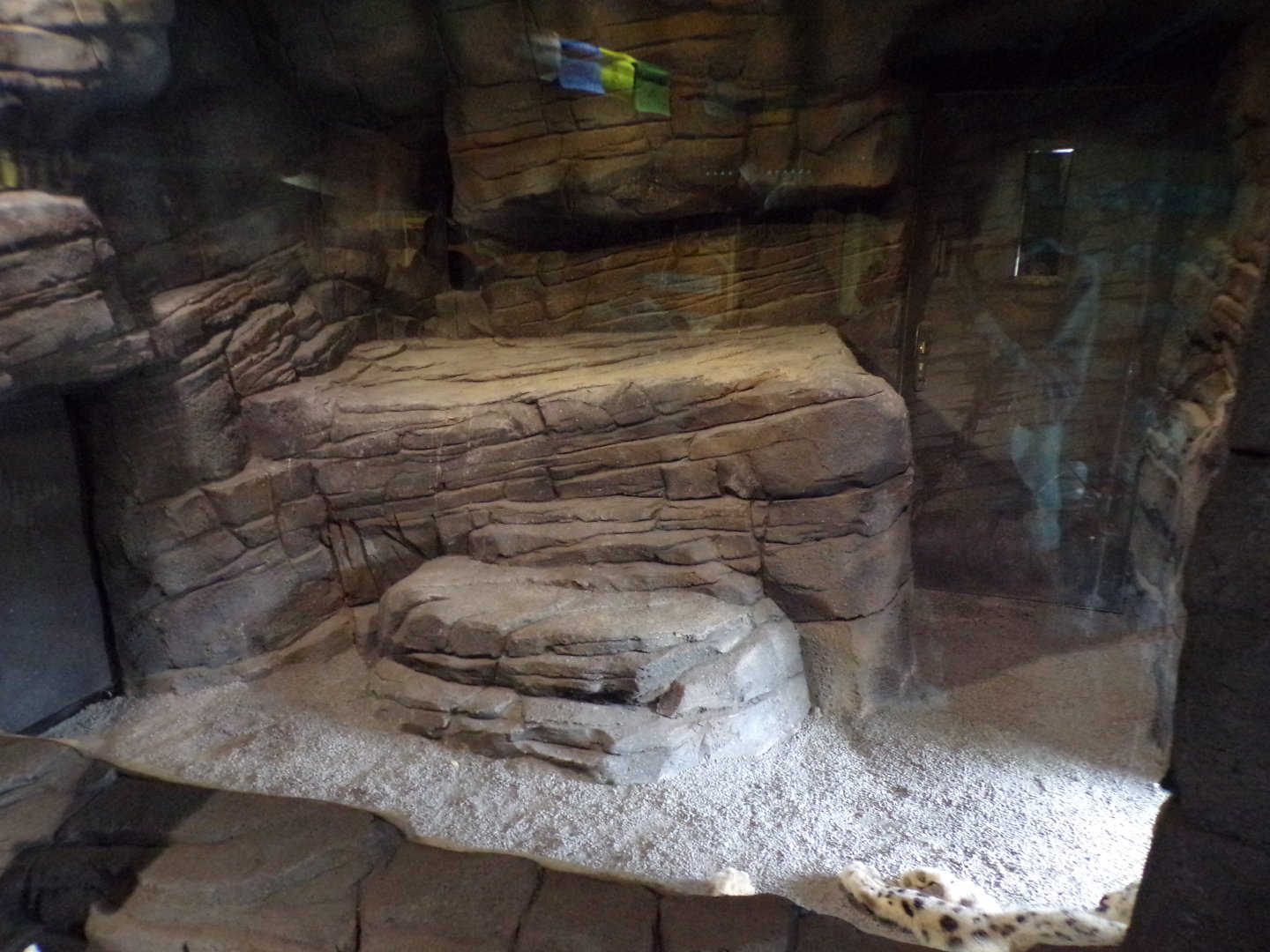 Snow leopard indoors 29.6.24