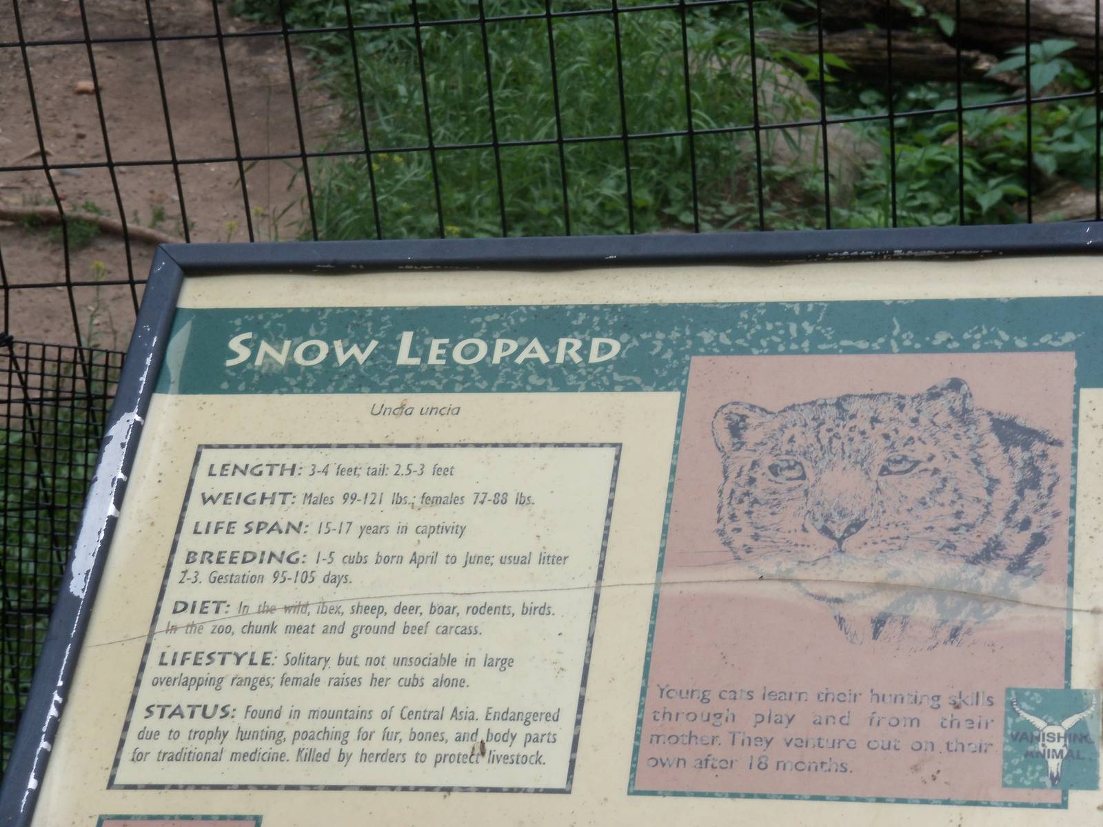 Snow Leopard Information Sign