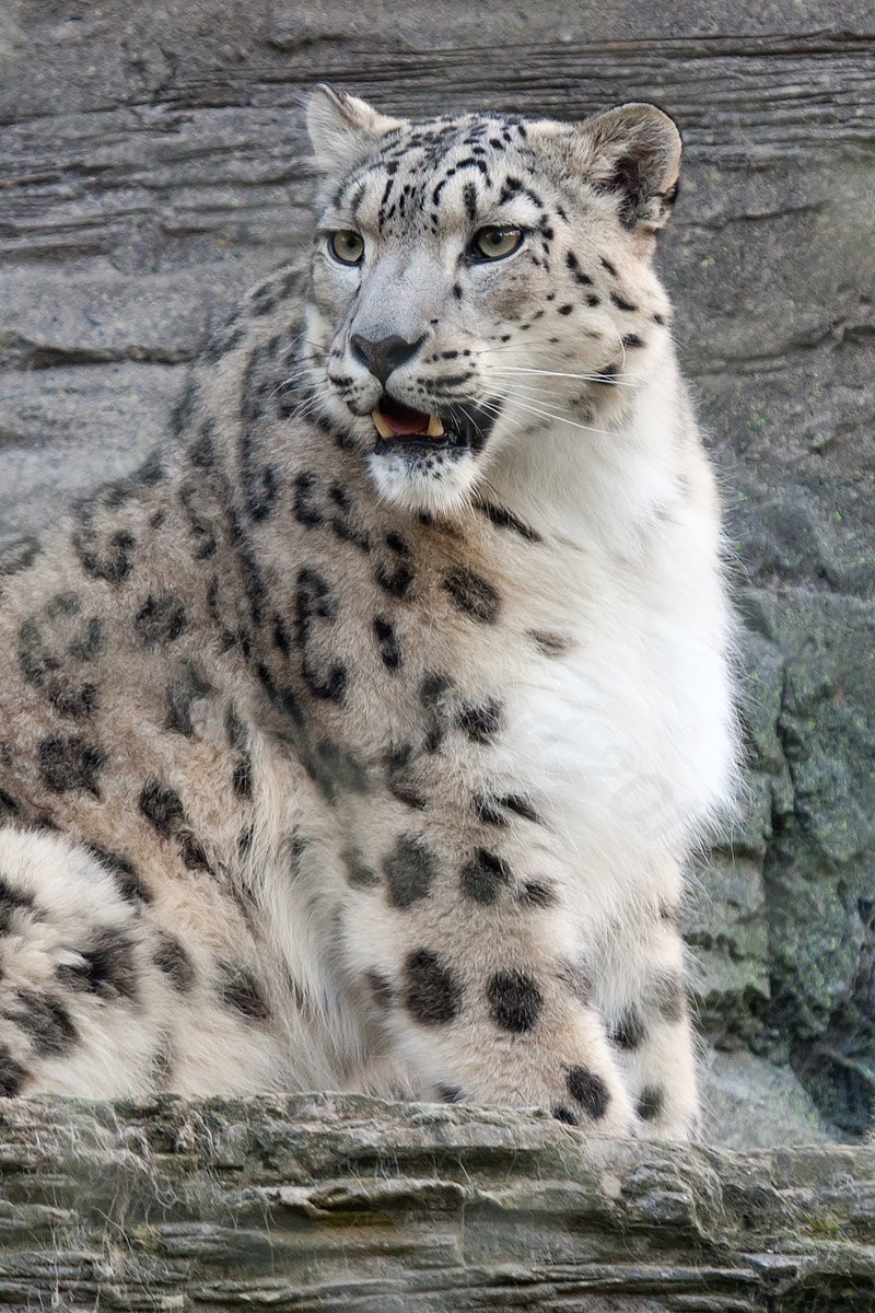 Snow Leopard - Irina