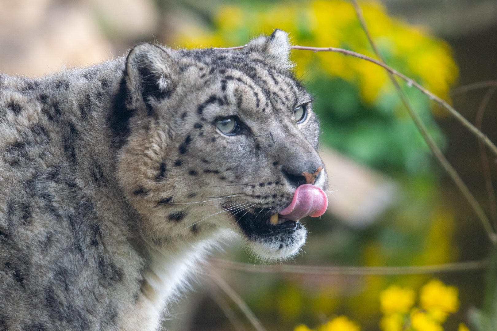 Snow Leopard - Irma - Twycross