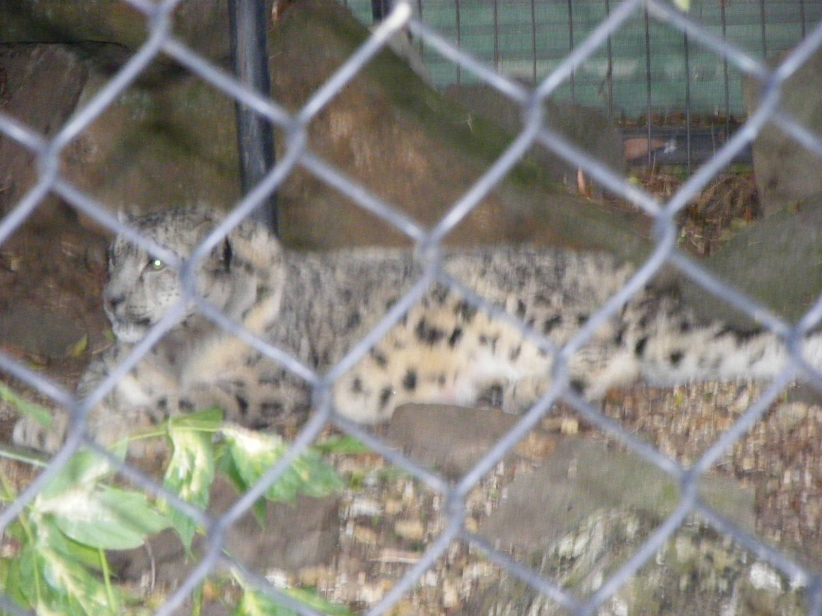 Snow Leopard - January, 2010