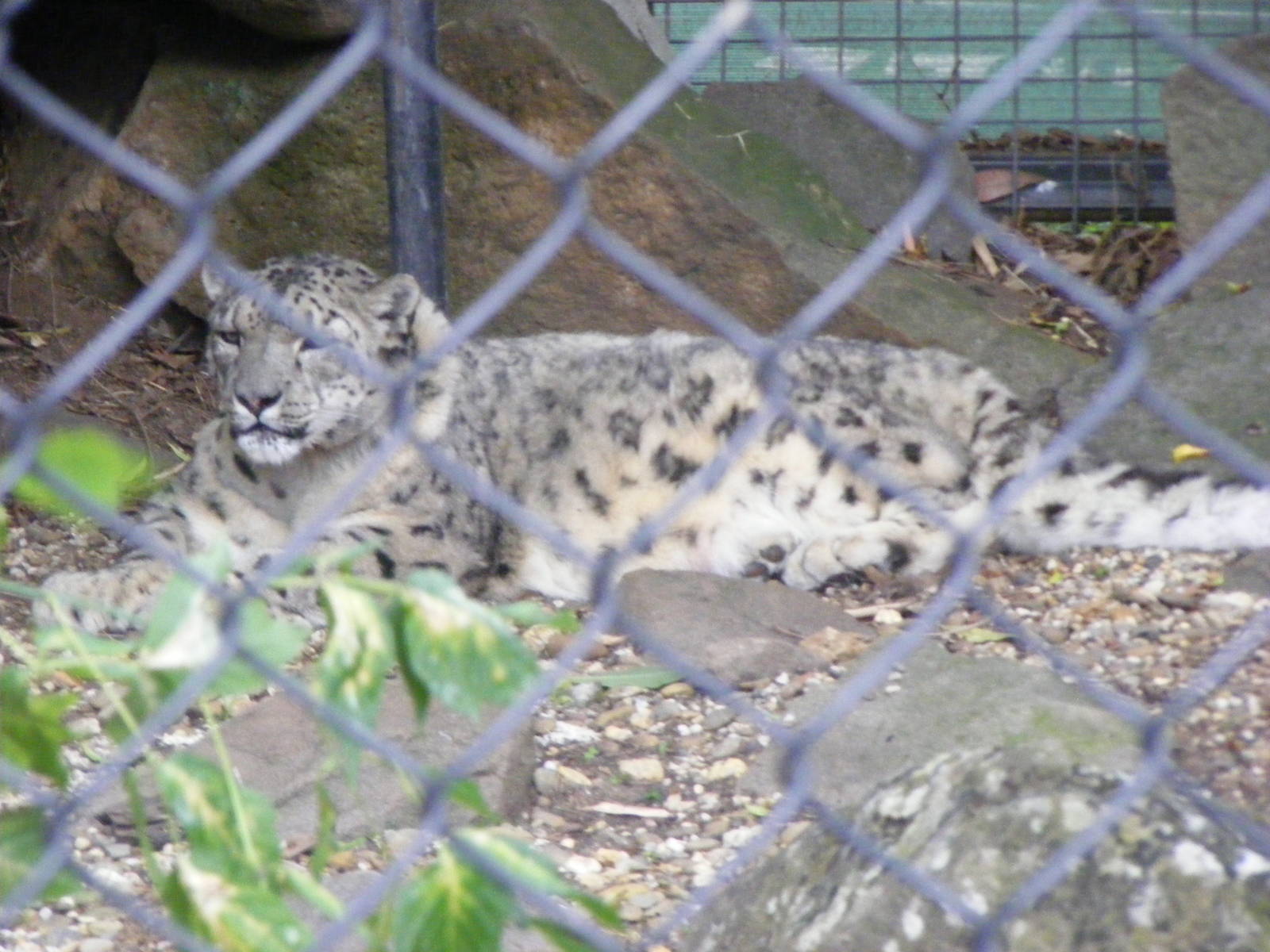 Snow Leopard - January, 2010