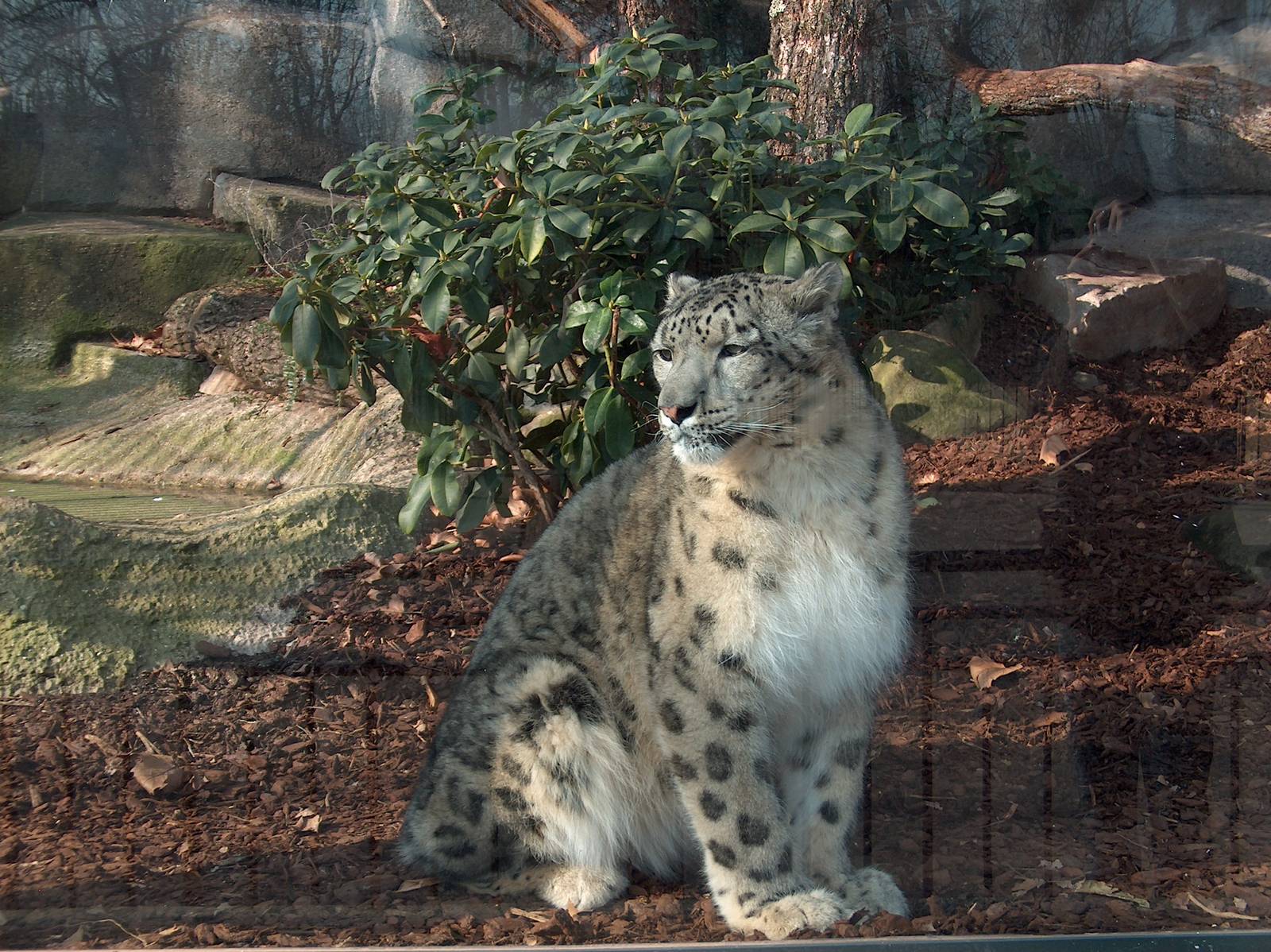 snow leopard jardin des plantes march 2008