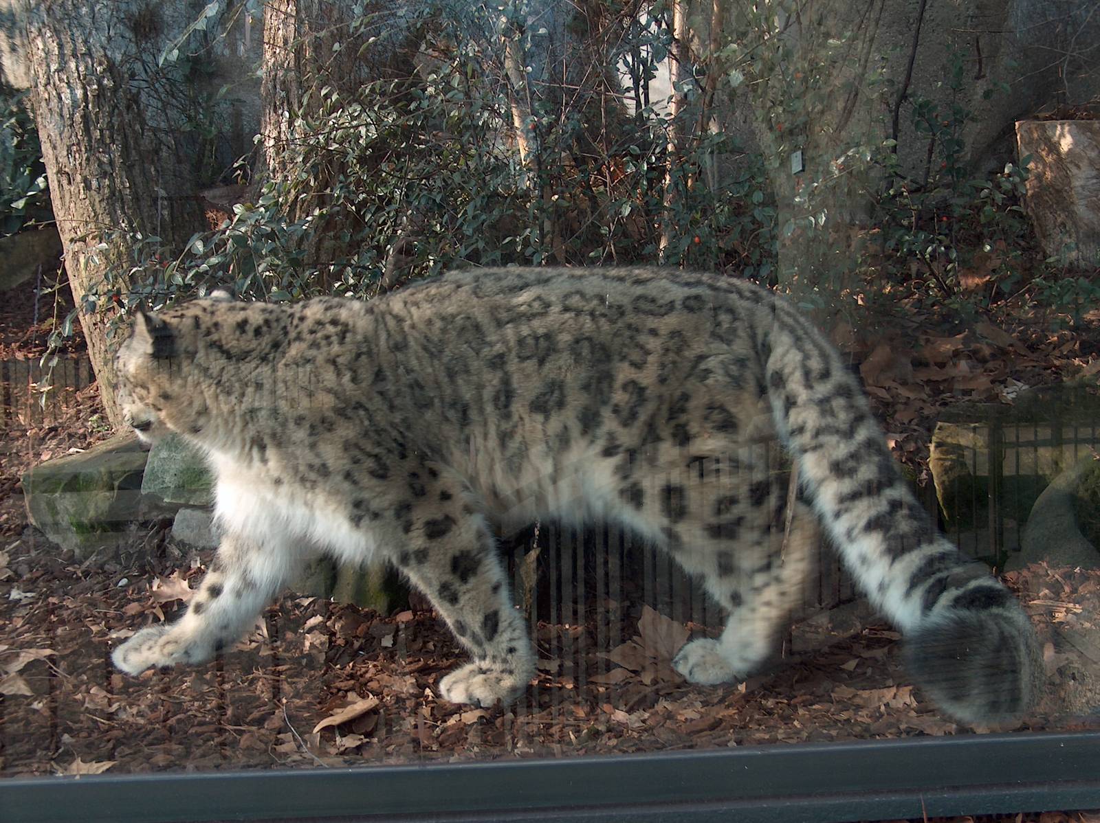 snow leopard jardin des plantes march 2008
