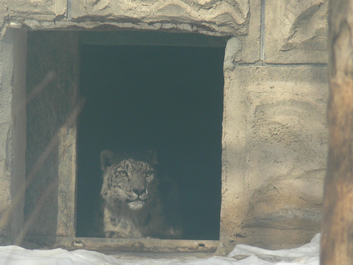 Snow Leopard"Jiang da ye/Jiang da zhuang" 2025/2/6