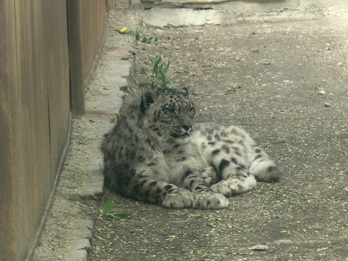 Snow Leopard"Jiang da ye/Jiang da zhuang" 2025/5/5