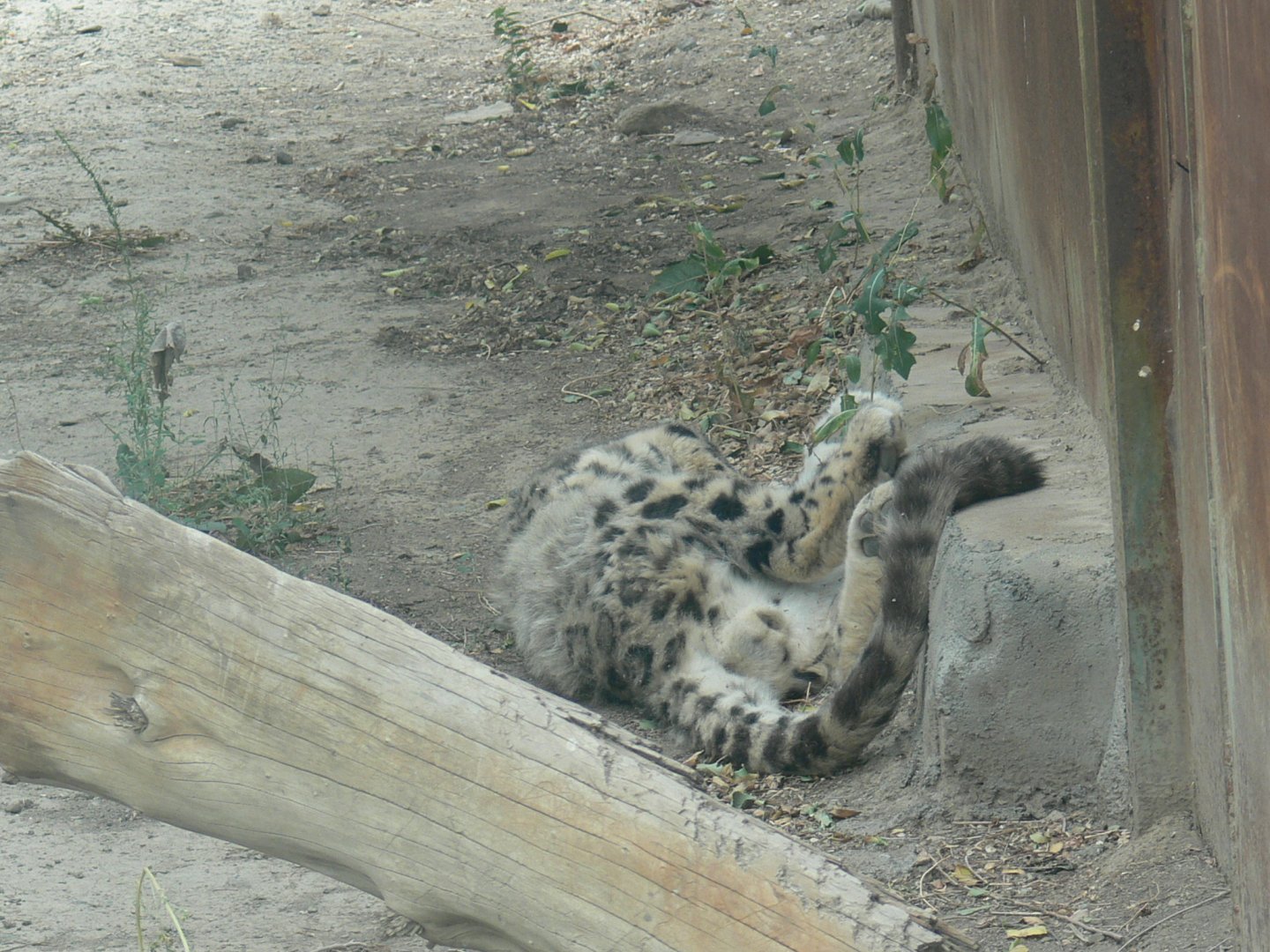 Snow Leopard"Jiang xiao ye" 2025/8/17-2