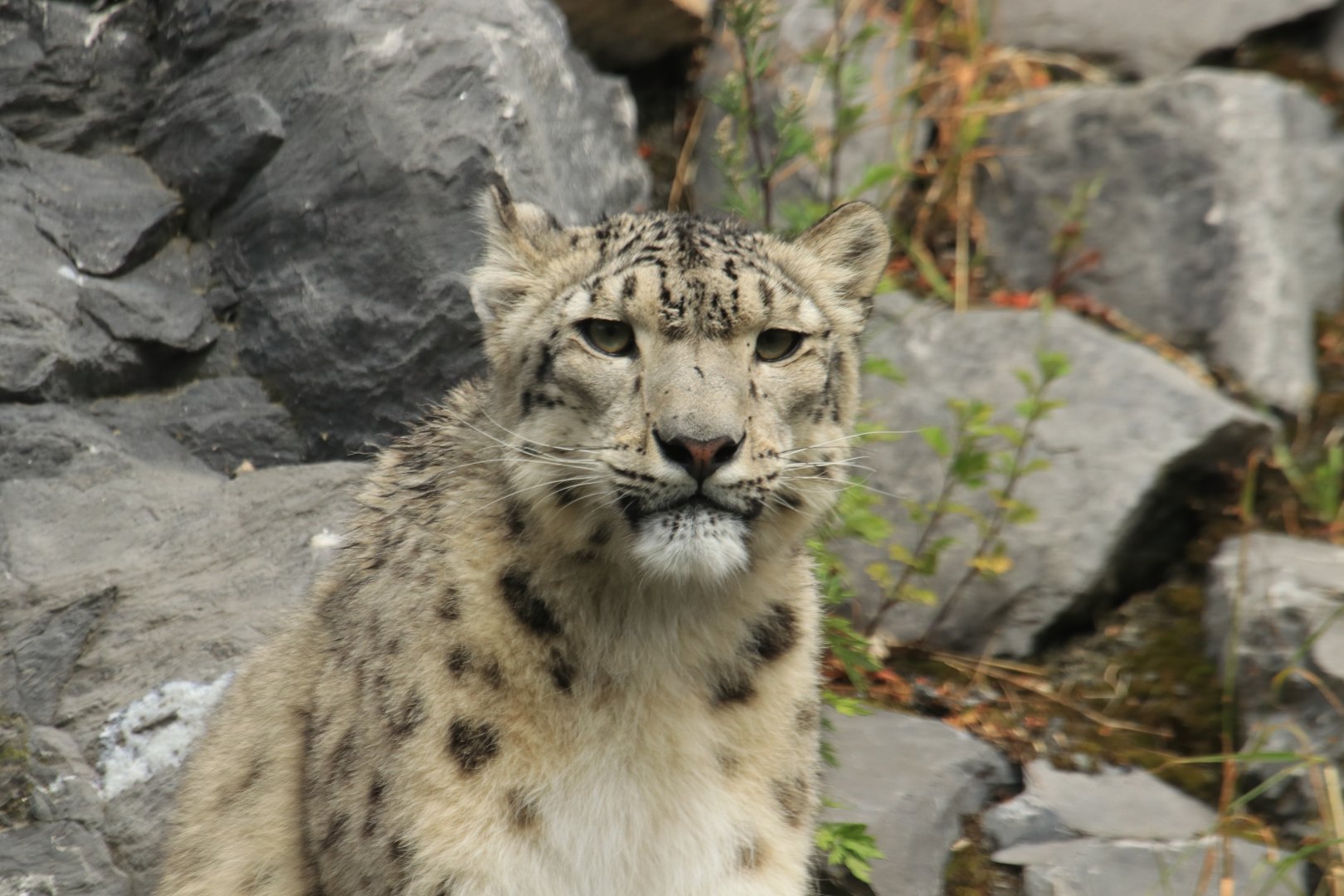 Snow leopard (July 2019)