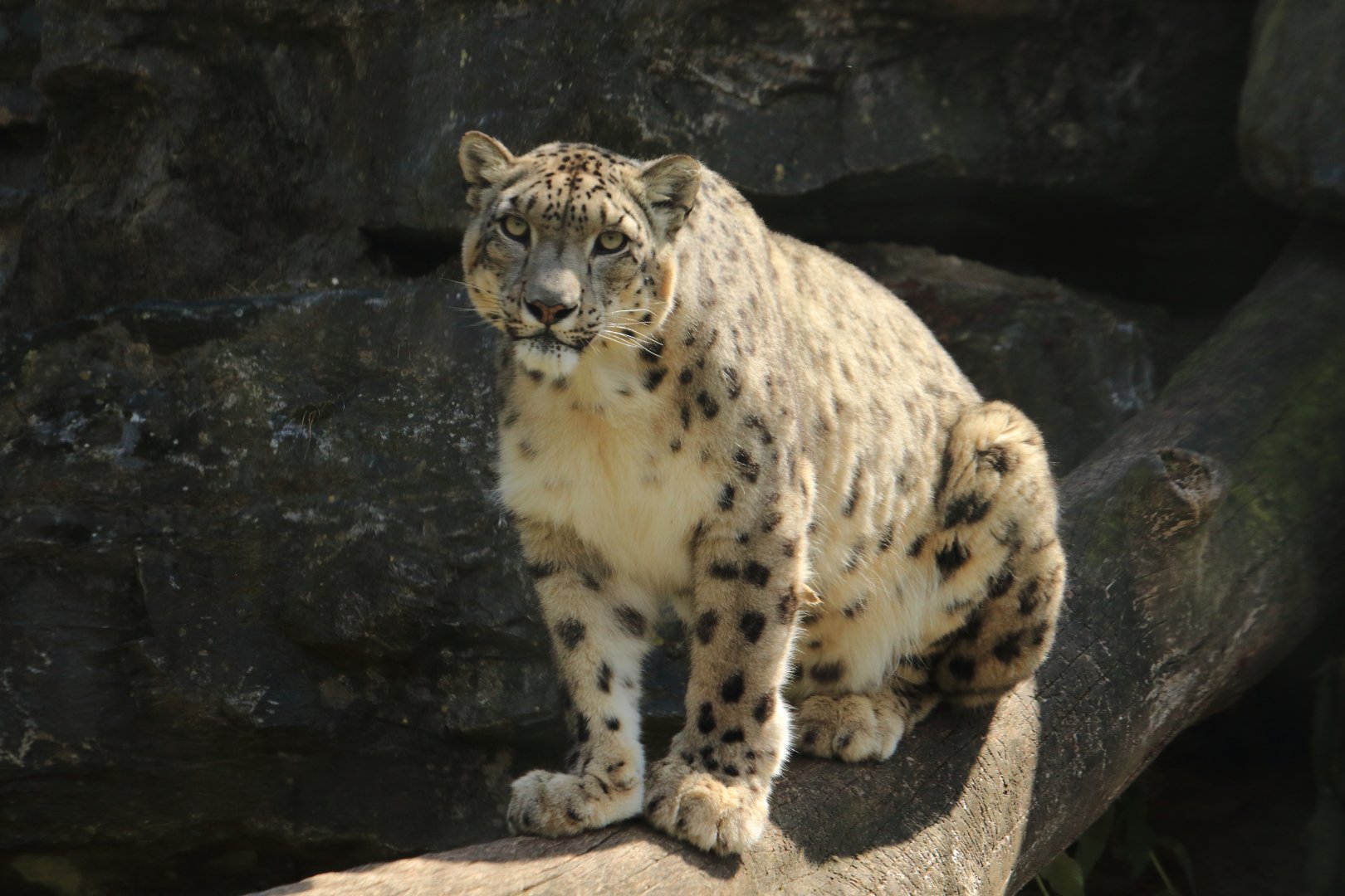 Snow leopard (July 2020)