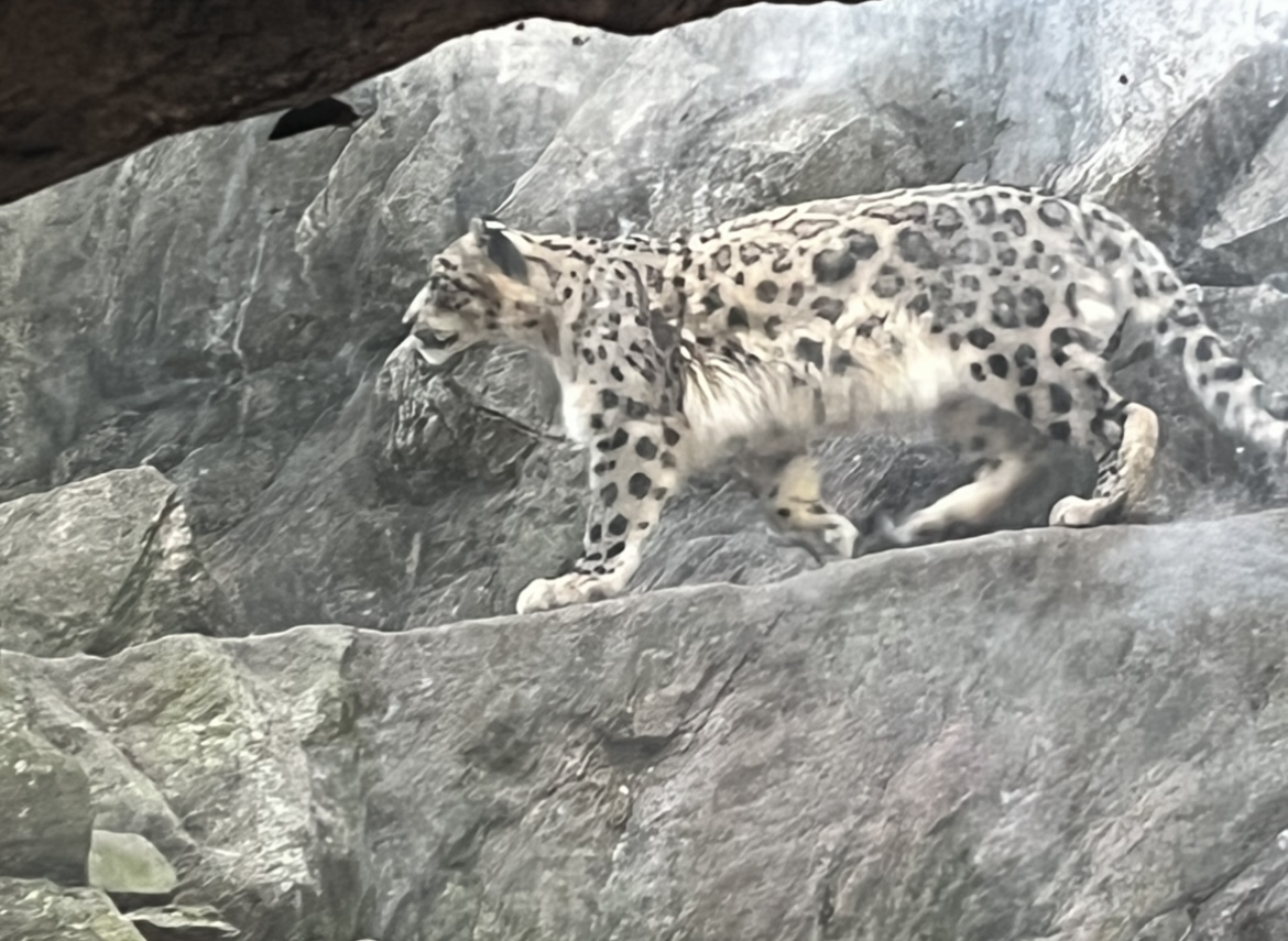 Snow Leopard(July 2022)