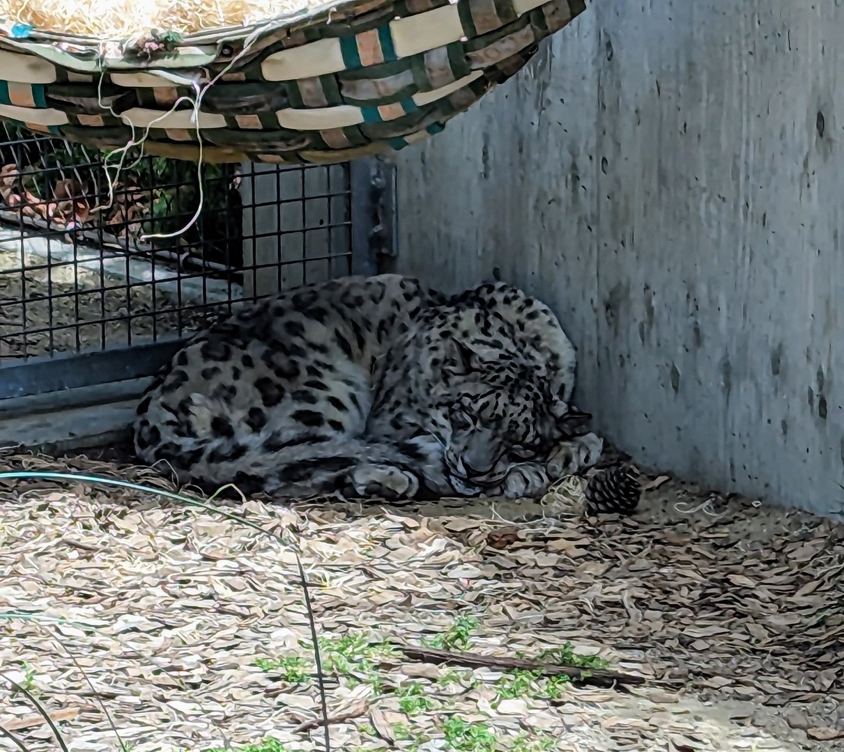 Snow Leopard - July 8th 2023