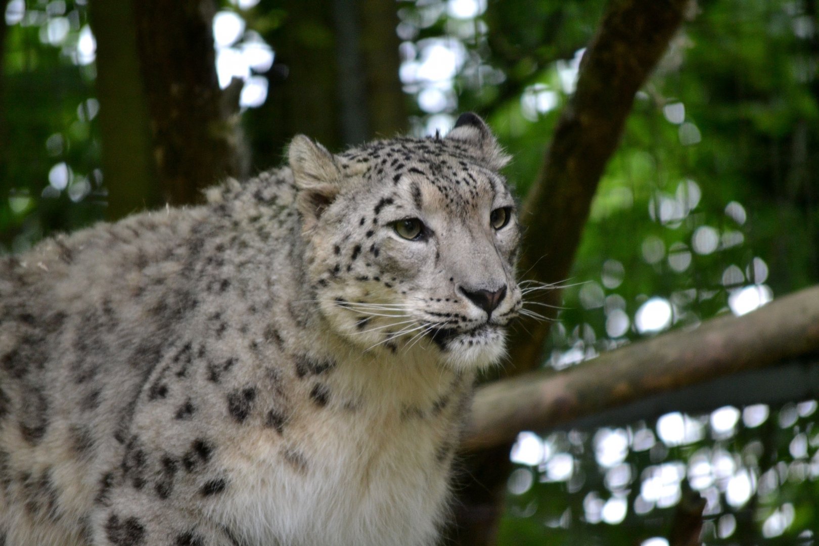 Snow Leopard - June 2016