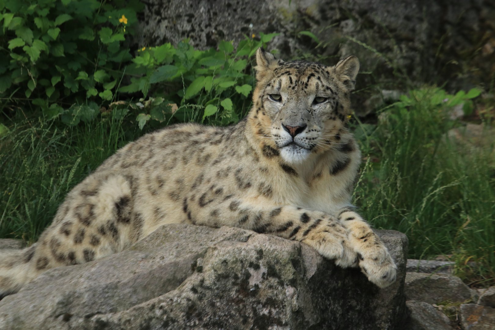 Snow leopard (June 2020)