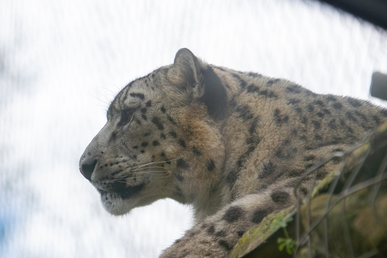 Snow Leopard - Khumbu - Twycross