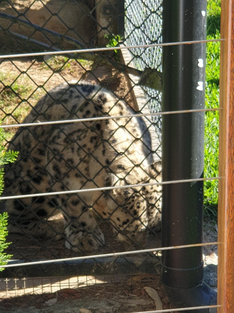 Snow Leopard (Khumbu)