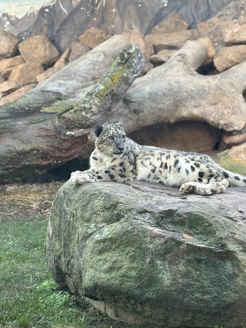Snow Leopard Khumbu