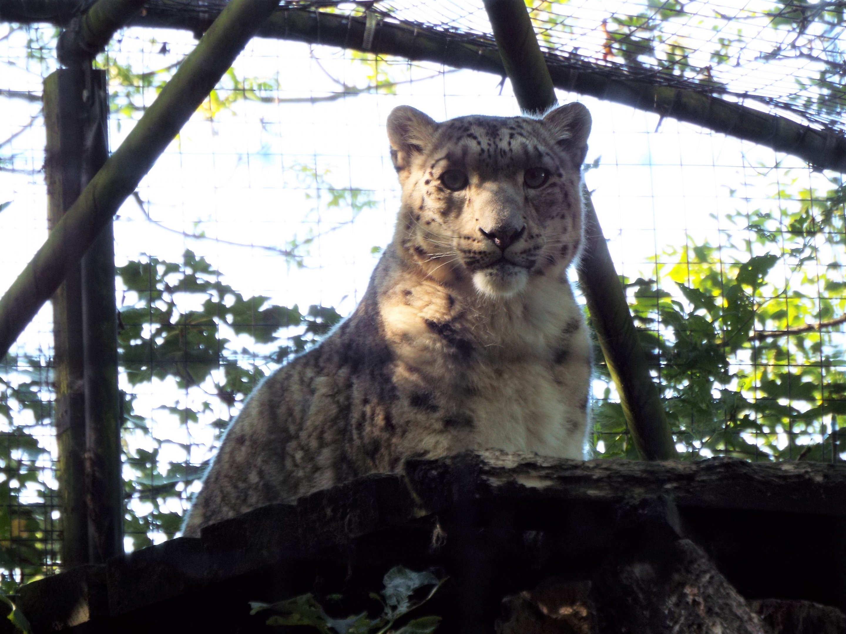 Snow Leopard - Lakeland Wildlife Oasis