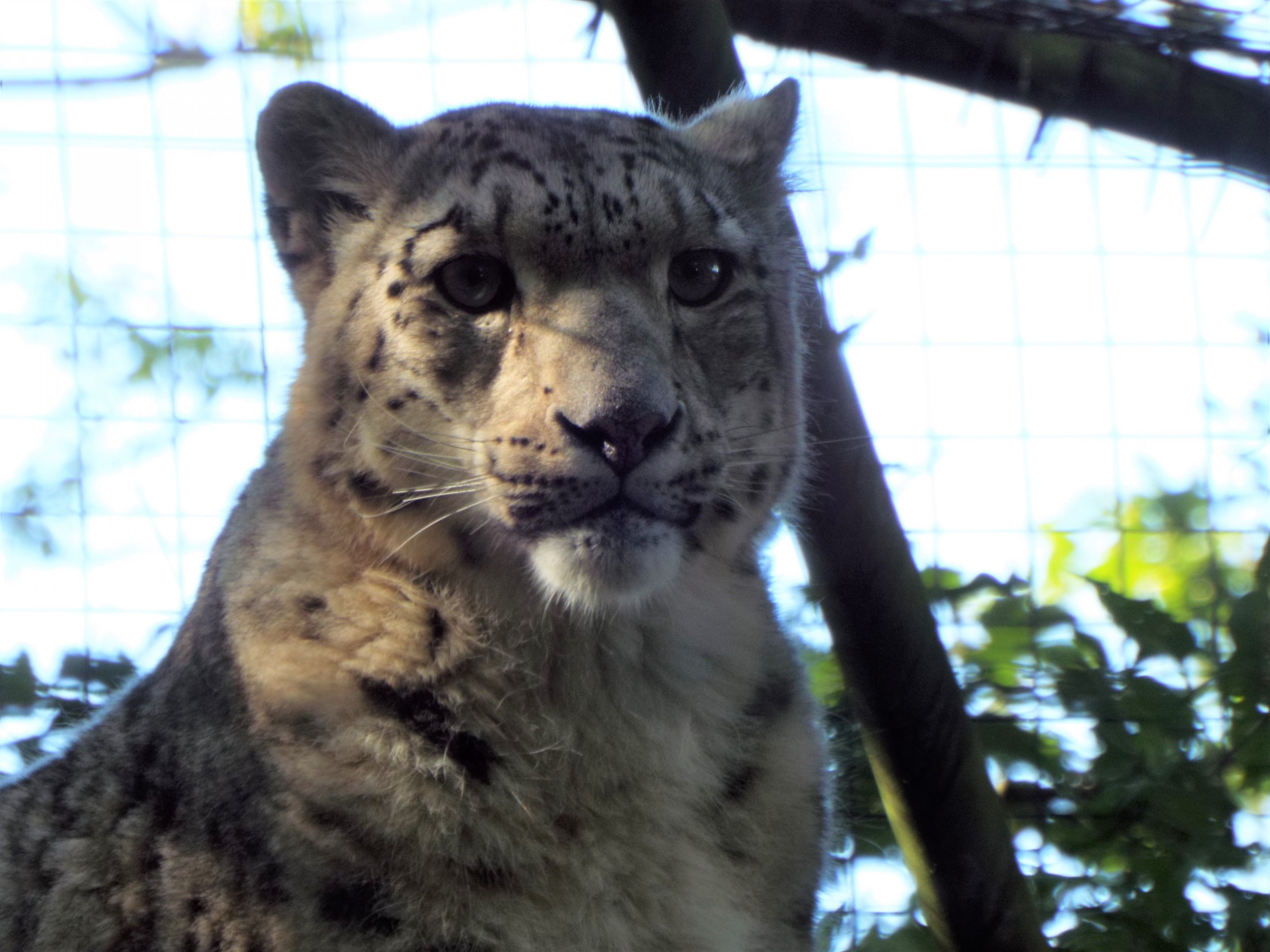 Snow Leopard - Lakeland Wildlife Oasis