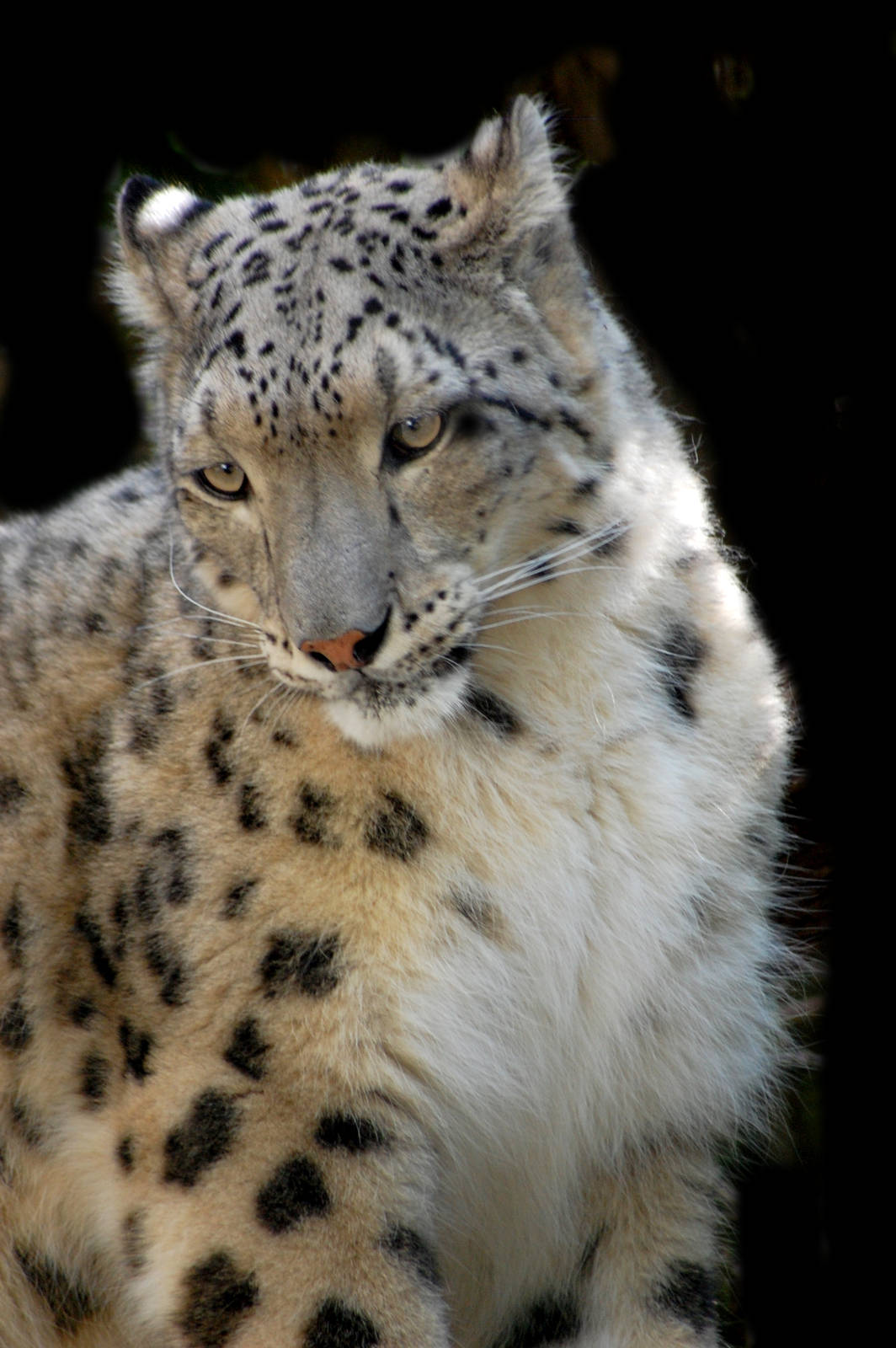 Snow leopard Linton Zoo