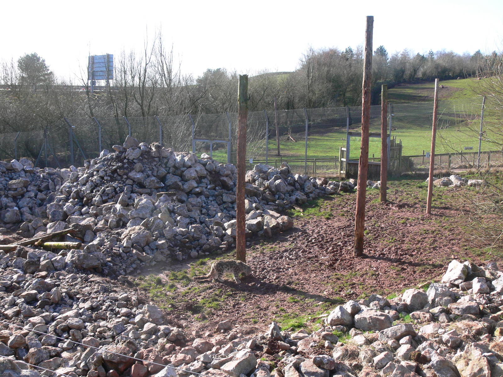 Snow Leopard/Lion exhibit at South Lakes, 16/02/14
