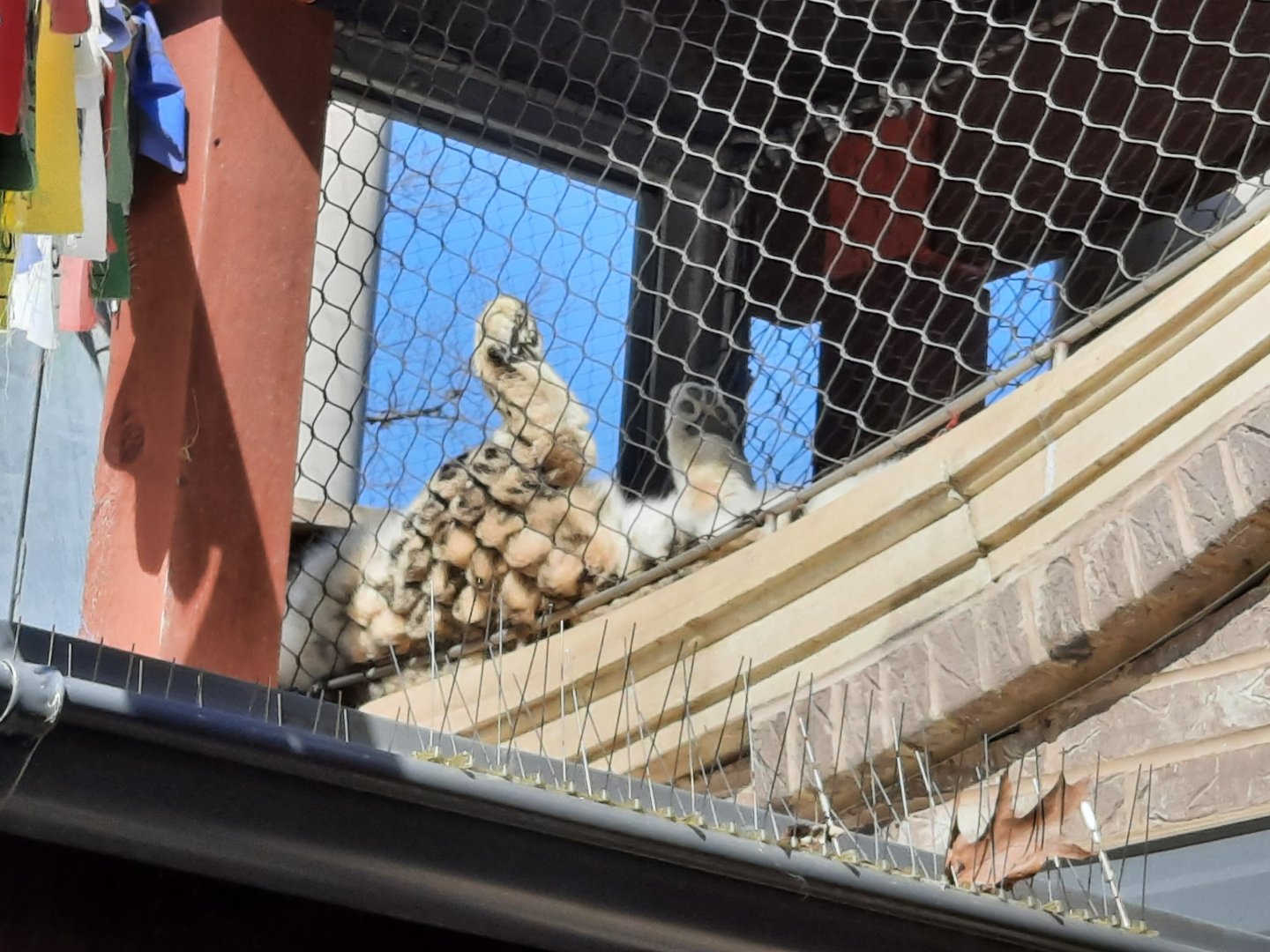 Snow Leopard lounging above the path