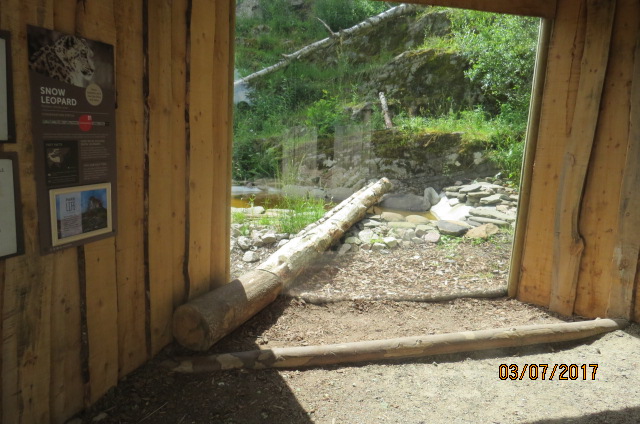 Snow Leopard Lower Viewing Window