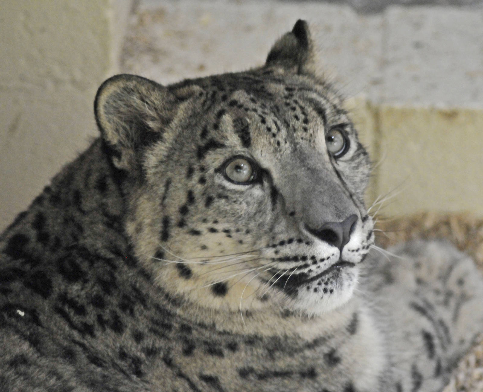 Snow Leopard Magassh