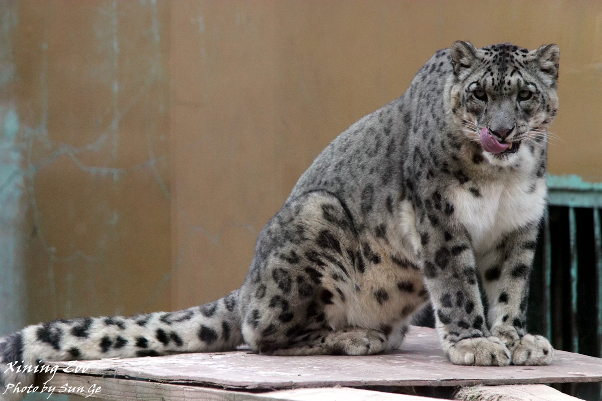 Snow Leopard Male