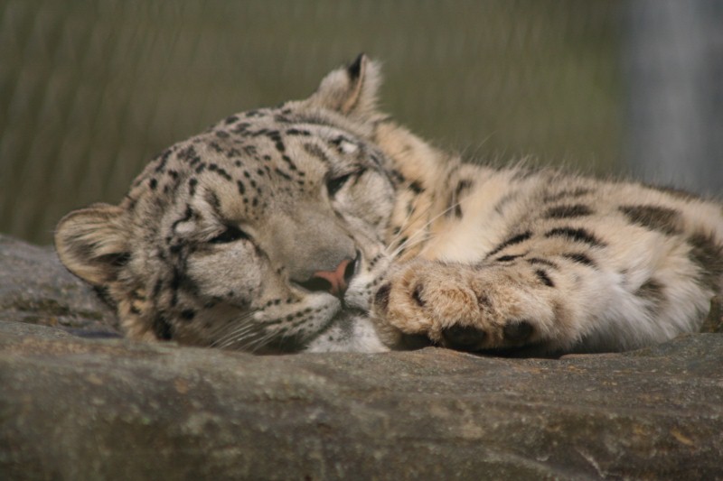 Snow Leopard Mar - May 2010
