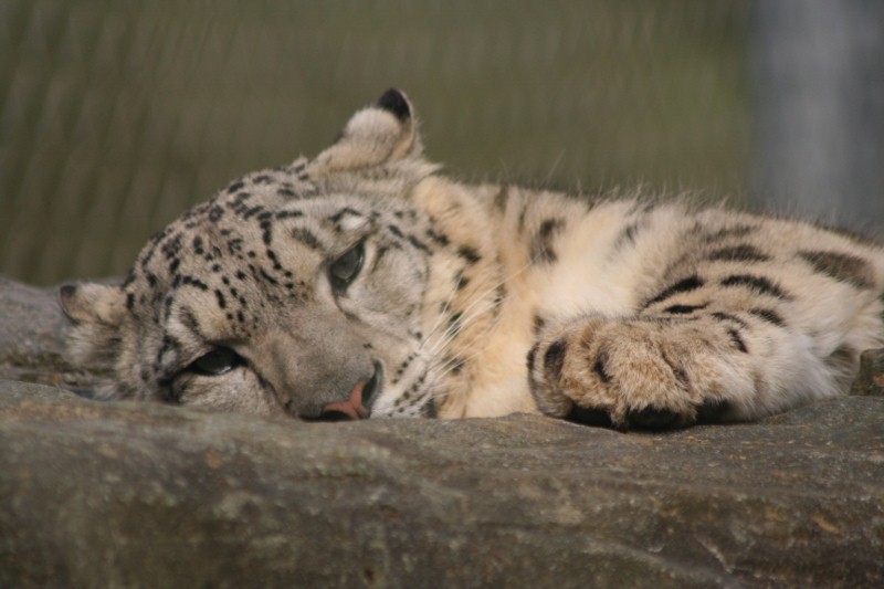 Snow Leopard Mar - May 2010