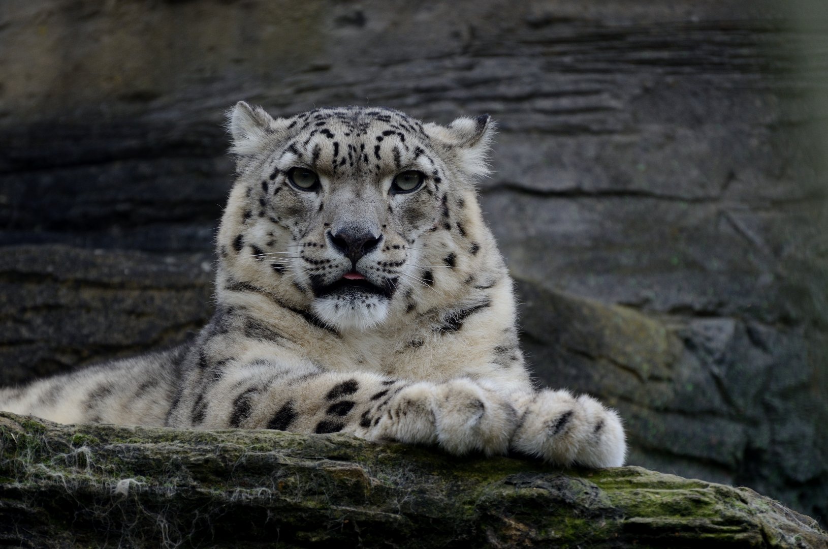 Snow Leopard - Marwell Wildlife 03/11/2018