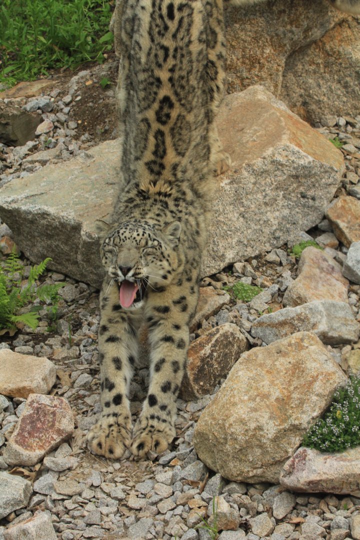 Snow Leopard (May 2018)