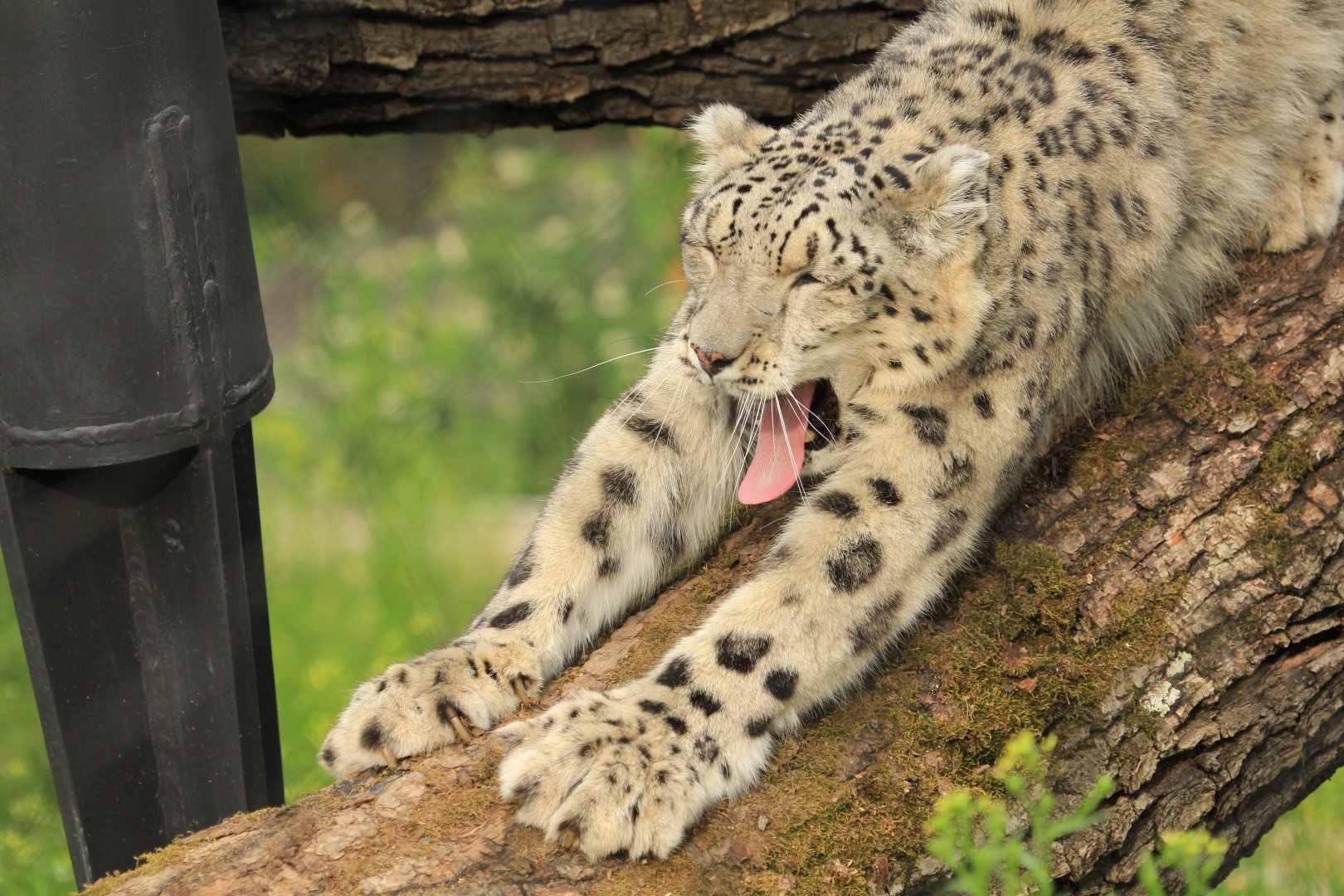 Snow Leopard (May 2018)