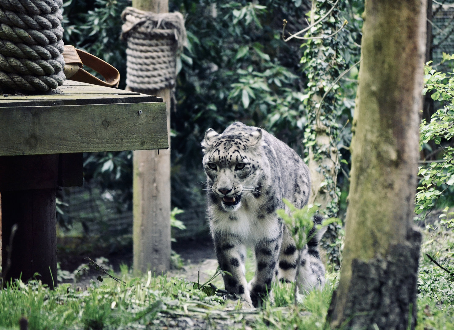 Snow Leopard - May 2023