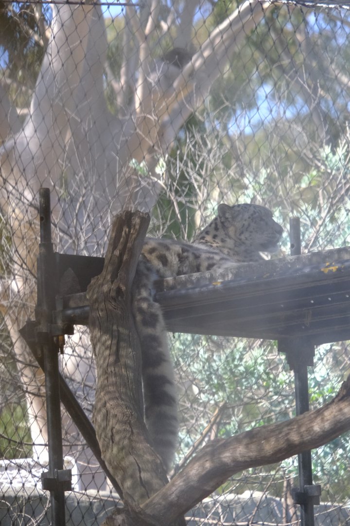 Snow Leopard - Melbourne Zoo