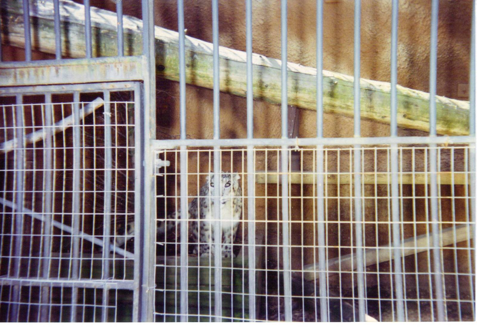 Snow Leopard mid-90s