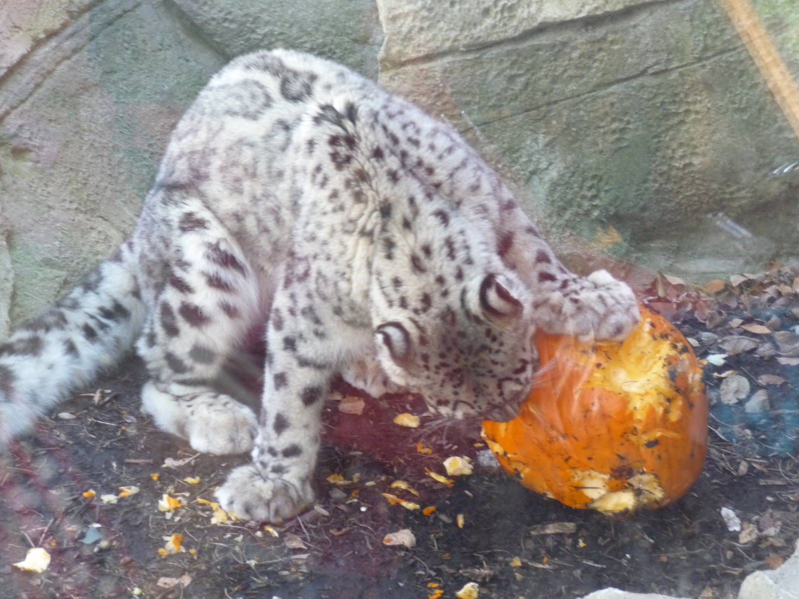 snow leopard milwaukee zoo halloween 2011
