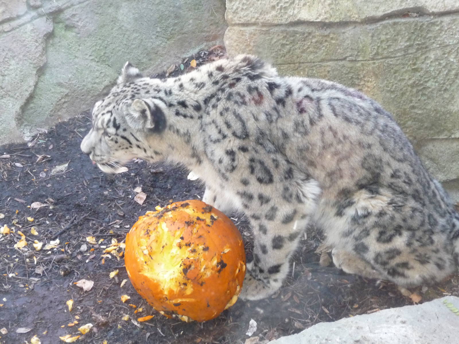 snow leopard milwaukee zoo halloween 2011
