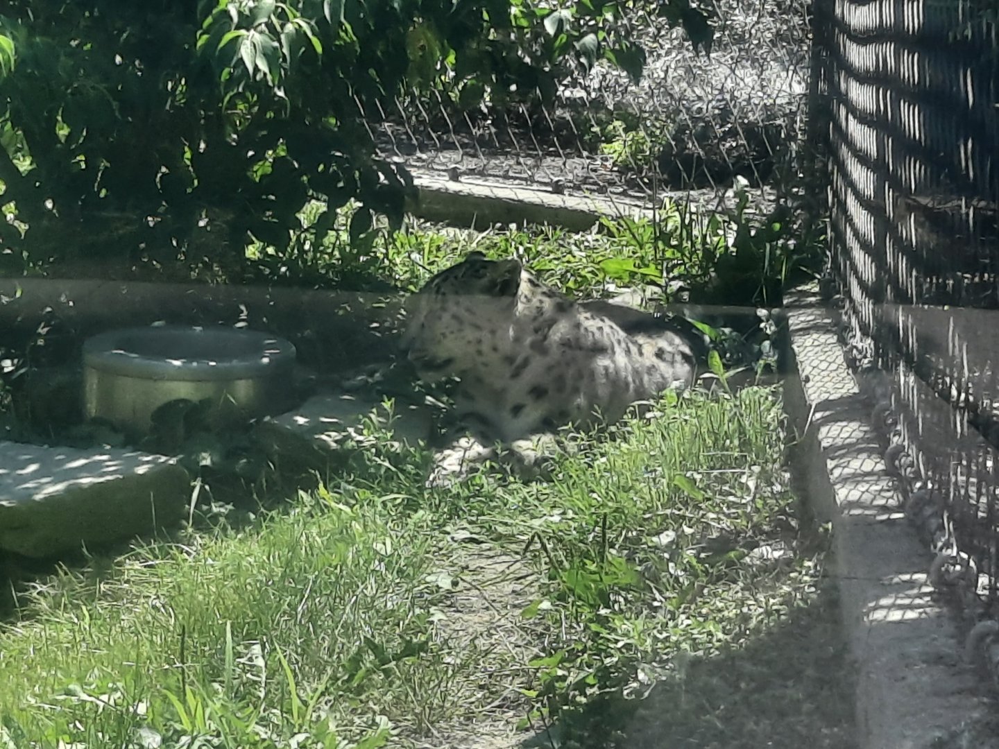 Snow Leopard - Misha