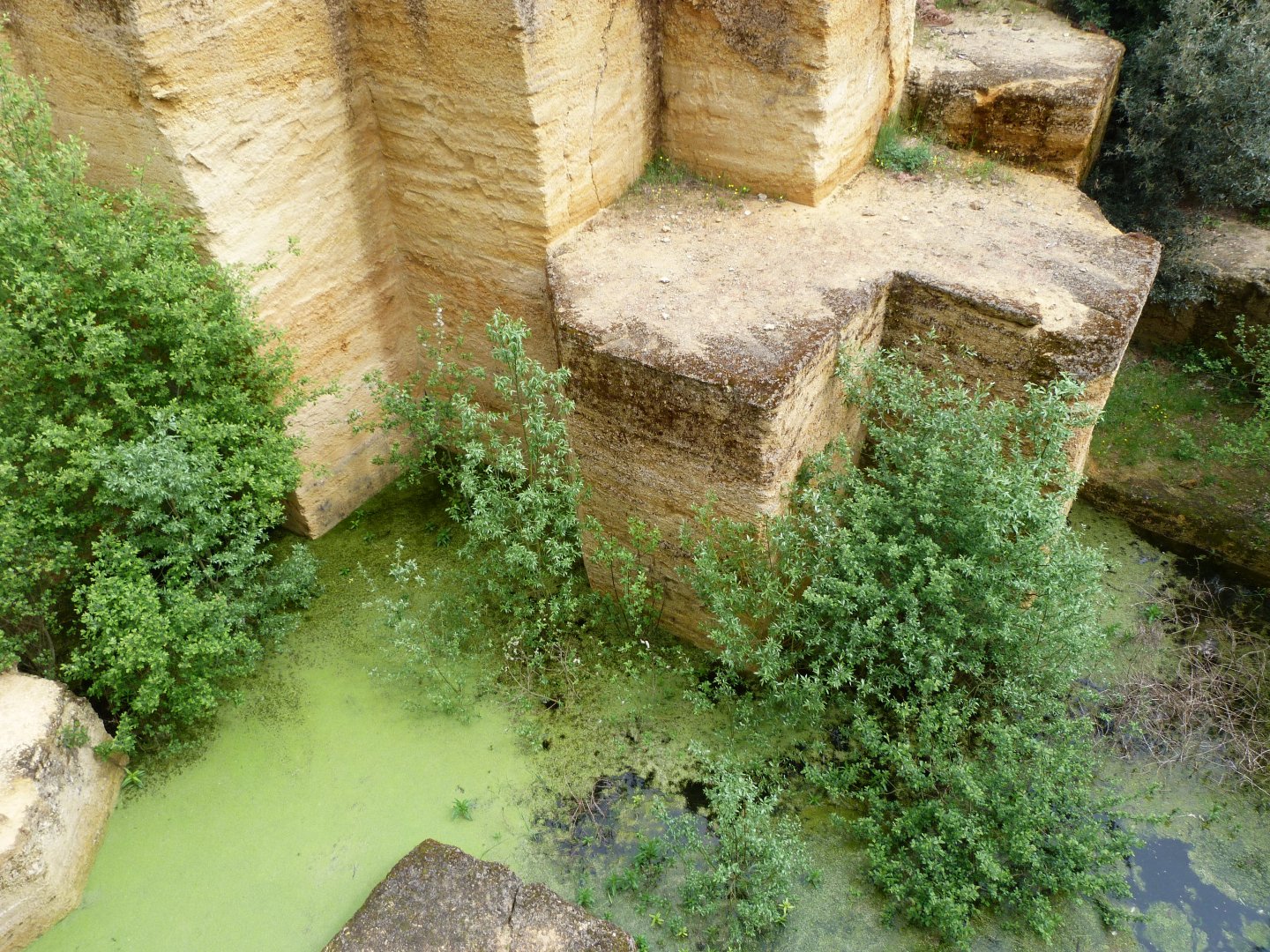 Snow leopard moat -Bioparc de Doué la Fontaine (2025)