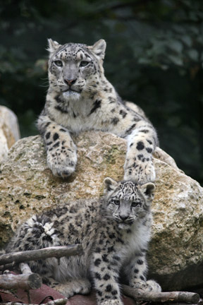 snow leopard mom and cub