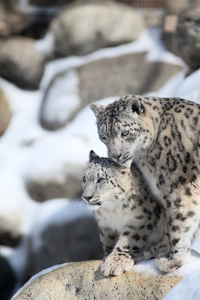 snow leopard mom and cub