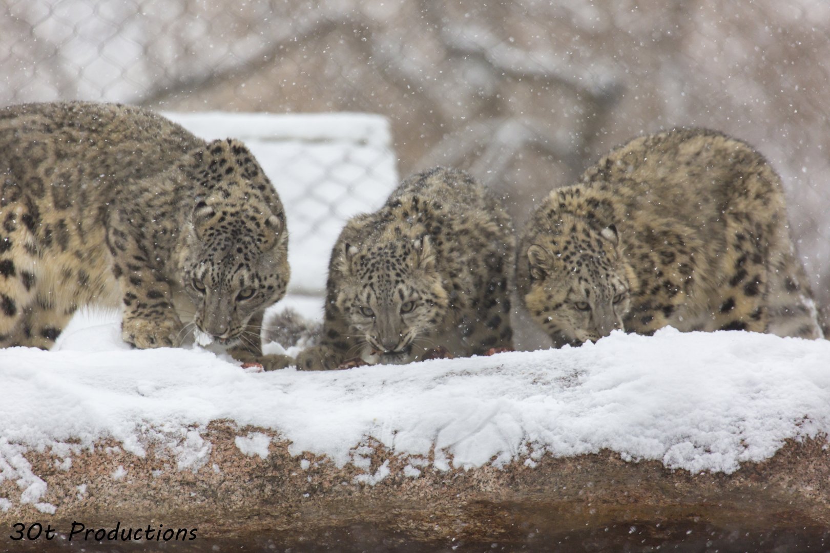 Snow Leopard mom and cubs