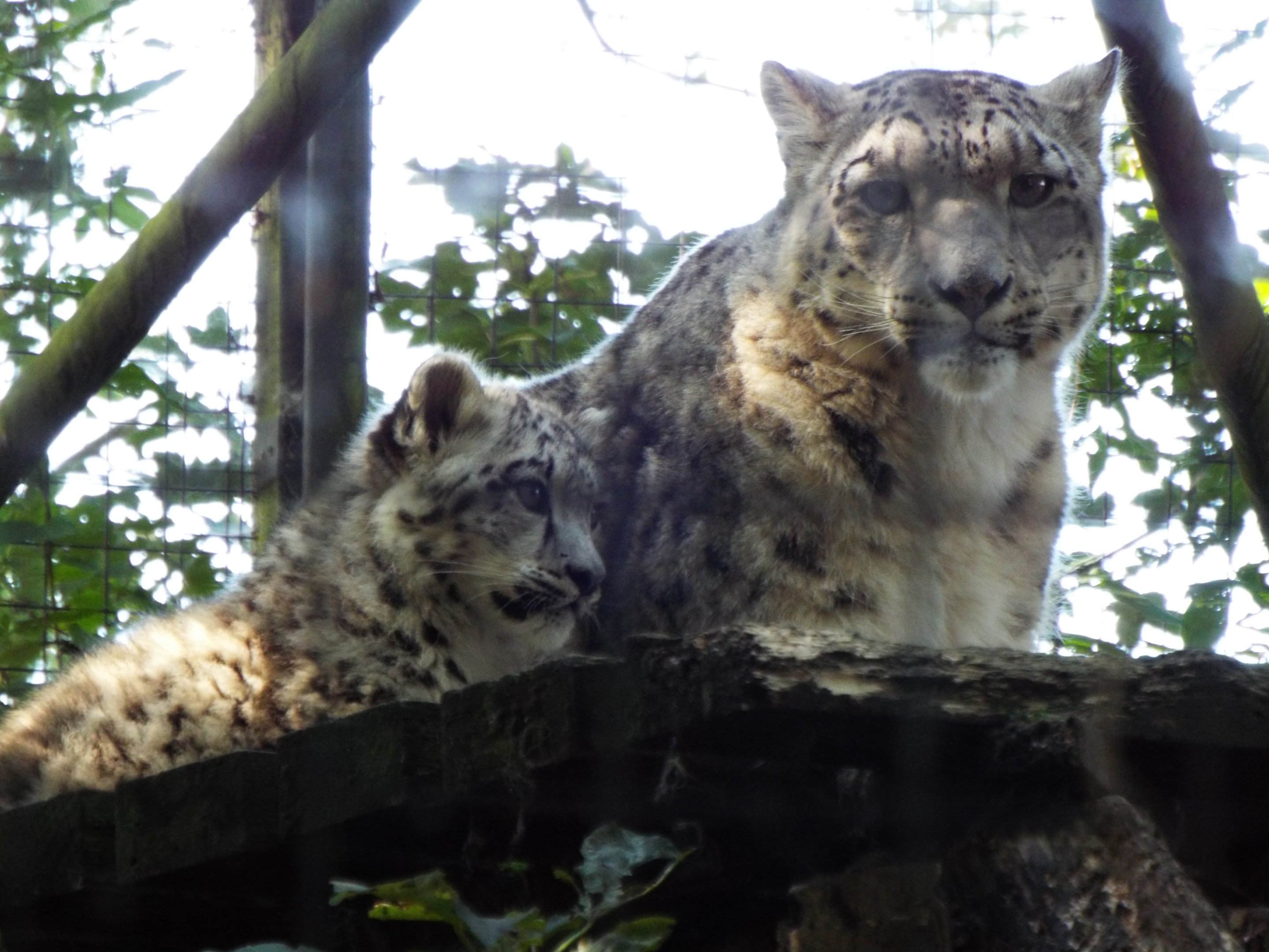 Snow Leopard Mother and Cub - Lakeland Wildlife Oasis