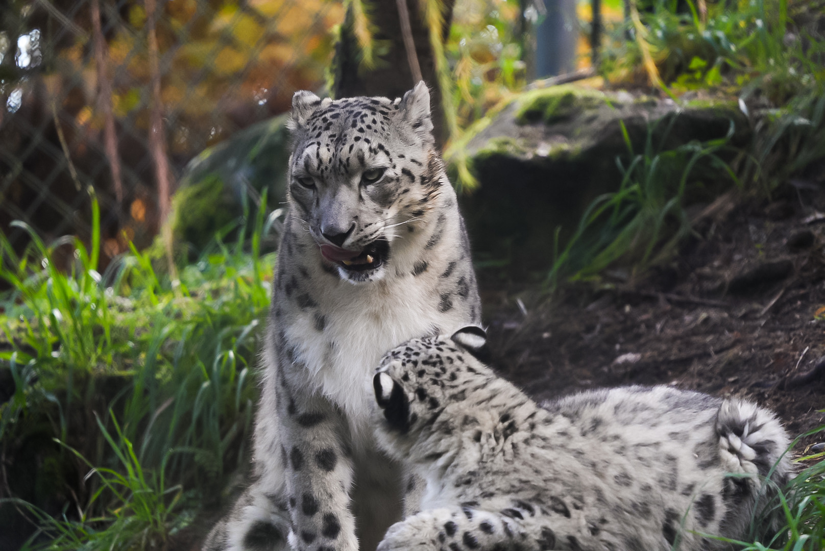 Snow Leopard Mother and Cub