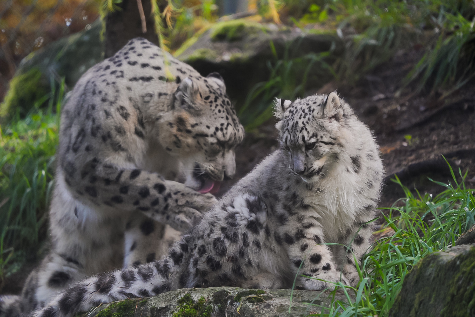 Snow Leopard Mother and Cub