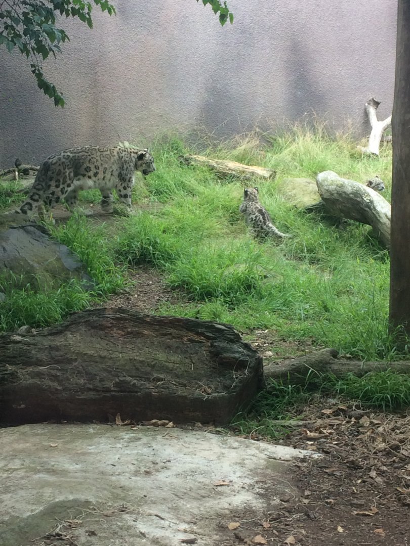 Snow leopard mother and cubs